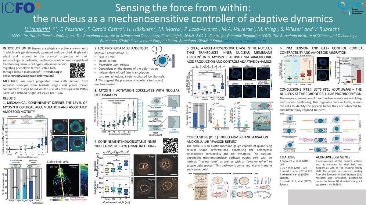 valeria_ventur's tweet image. Are you curious about how single cells can sense physical forces? Do you know it, but you still have some questions? Check out my poster at #cellbio2020 or stop by the discussion session “mechanotransduction and single cell migration” next monday at 17 CET!