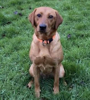 millypod1's tweet photo. 🆘UPDATED TO #STOLEN @gmpolice

ROSIE #Lost #ScanMe
Fox Red Labrador Retriever Female
York Avenue #Swinton #Manchester #GreaterManchester #M27 Escaped on field behind the house which is attached to Swinton Cemetery in Manchester
☎️07903755417/ 07940200972
https://t.co/IntljKUmCX https://t.co/4mOGH8t02C