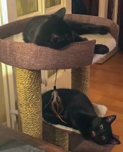 RSPCAMIDDLESEX's tweet image. Adoption Update 🐈

Laurel &amp;amp; Beech now Storm &amp;amp; Pepper have settled in so well as you can see. 
We love them so much they are a bundle of fun 
😀they are so much fun and Pepper (beech) who was more timid has really come out of her shell she is developing a lovely personality.