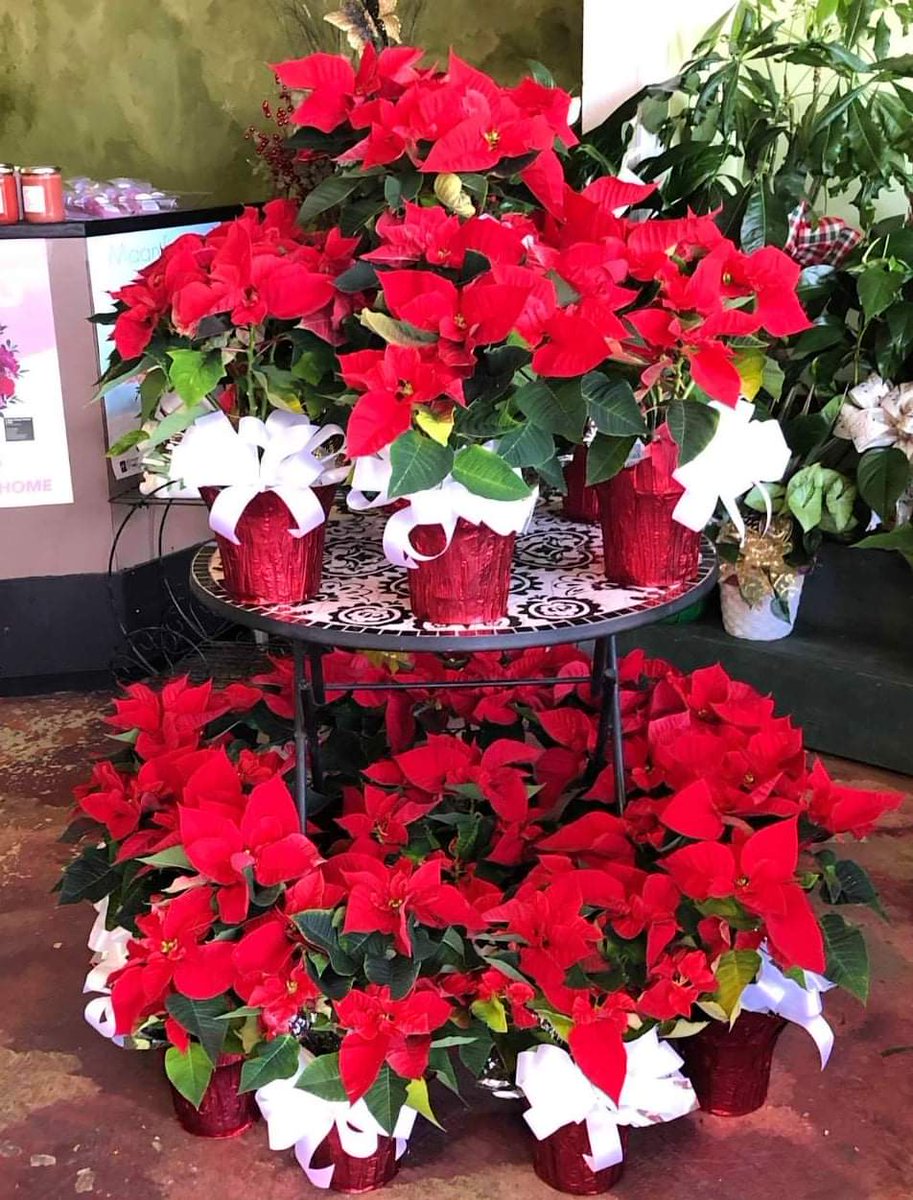 Christmas is only 15 days away! Stop by the shop for last minute gifts, and don't forget a poinsettia! 🎁🎄 #Christmastime #LawtonOK #florist