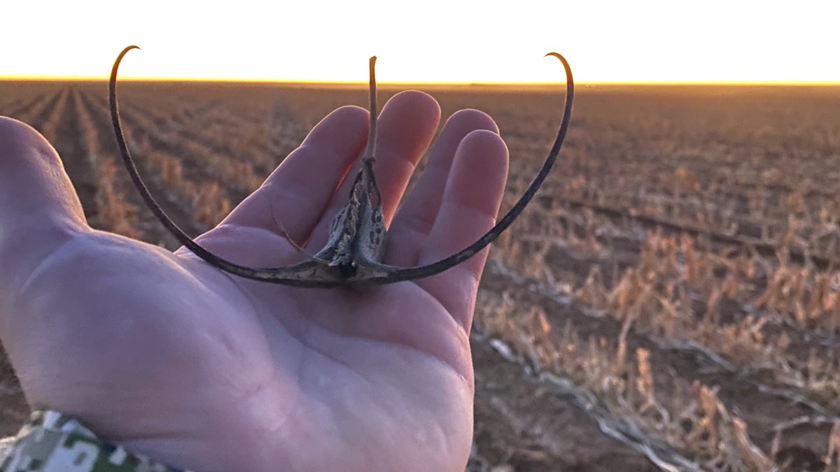 Always looking for new weeds wherever I go! Found this Devil’s Claw in a #Texas milo field.