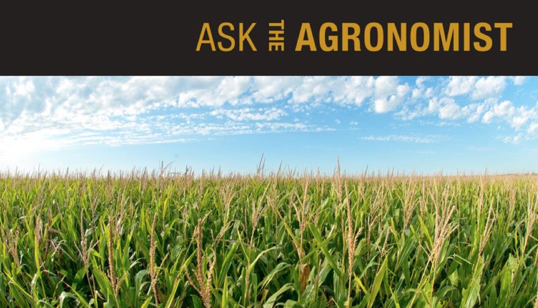 StineSeed's tweet photo. Stine is delivering yield plus choice by offering 59 different corn hybrids in our 2021 lineup. Our hybrids feature elite, high-yielding genetics combined with the industry’s top trait packages. Learn more in Stine Weekly: https://t.co/dvDp3lfI8j.
#Stinehasyield #YieldPlus https://t.co/Af0KH79pJR