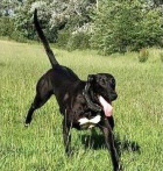 millypod1's tweet photo. THORNE HOME SAFE. THANKS FOR RT's 🙂🐕🐾

#Lost Black Lurcher Female
#GrindletonFell #Grindleton #Clitheroe #Lancashire #BB7 
SIGHTINGS PLZ**
https://t.co/NyBi4ch78M https://t.co/YFt74knK6U