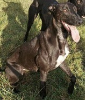 millypod1's tweet photo. THORNE HOME SAFE. THANKS FOR RT's 🙂🐕🐾

#Lost Black Lurcher Female
#GrindletonFell #Grindleton #Clitheroe #Lancashire #BB7 
SIGHTINGS PLZ**
https://t.co/NyBi4ch78M https://t.co/YFt74knK6U