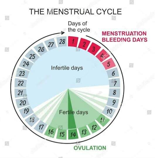 Chief Pharmacist 🆇 on X: Most people (including ladies) find it difficult  to calculate their OVULATION PERIOD So Here's a simple way to CALCULATE IT  (based on the 28 days calendar) 👇👇👇