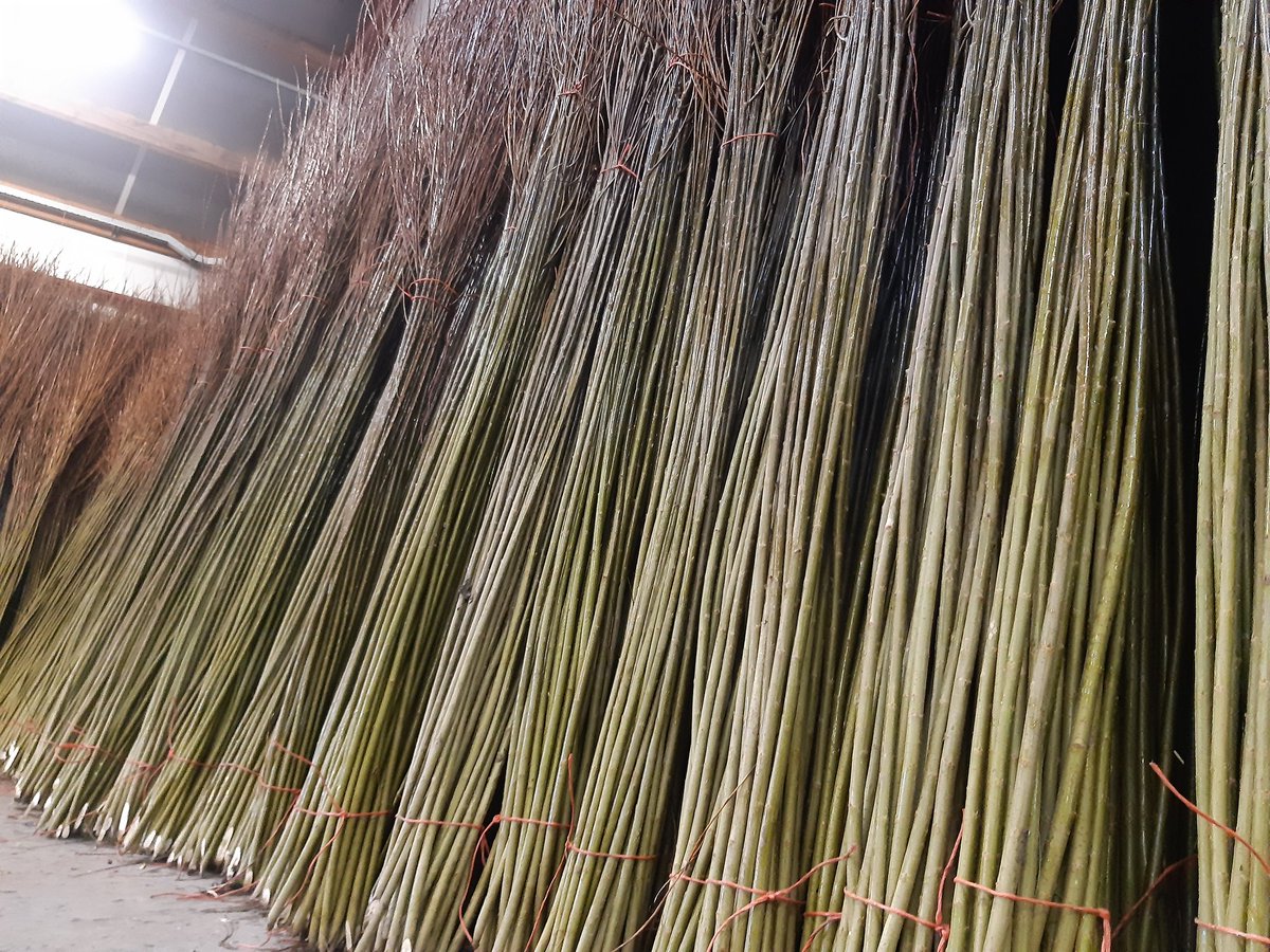 Vandaag een mooie vracht entlatten ontvangen. Wij gaan dit verwerken tot onderstammen voor onze Salixteelt, om zo te zorgen dat we voorjaar 2022 weer een goed product kunnen afleveren!
#mooiwerk