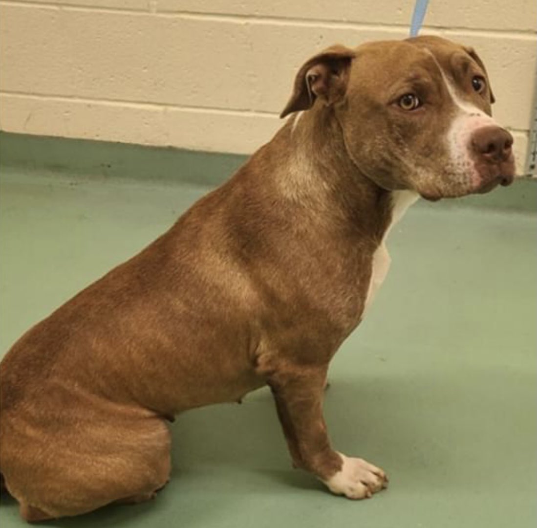 reddogsusie's tweet photo. #TN #MEMPHIS
🆘🆘SPECIAL PLEA Montana 2yo girl HAS A PELVIC FRACTURE A pretty girl who is in need of medical care & #RESCUE #FOSTER & medical #PLEDGES #MASA2014 OVERLOOKED-PLS HELP!
https://t.co/AZjtNKr75Q https://t.co/RssHTRJmxc