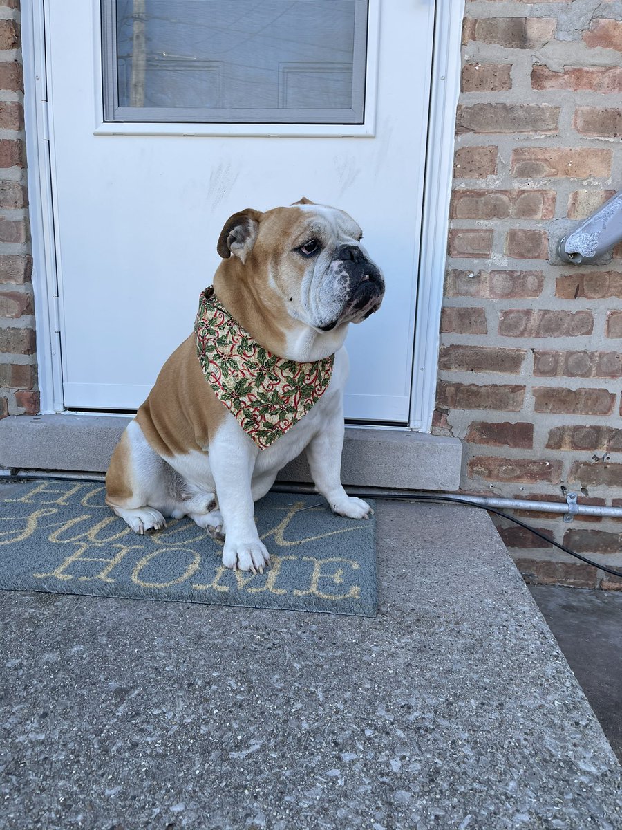MightyThor617's tweet photo. After today’s shenanigans of using me as a prop for her school, do you know what my mother did?! Thank me?! NOO! Dropped me off to get groomed!!   The nerve of her! #BulldogThor #MightyThor #StudMuffin #toofers #SeniorBullDog https://t.co/DmMxY4RDO7