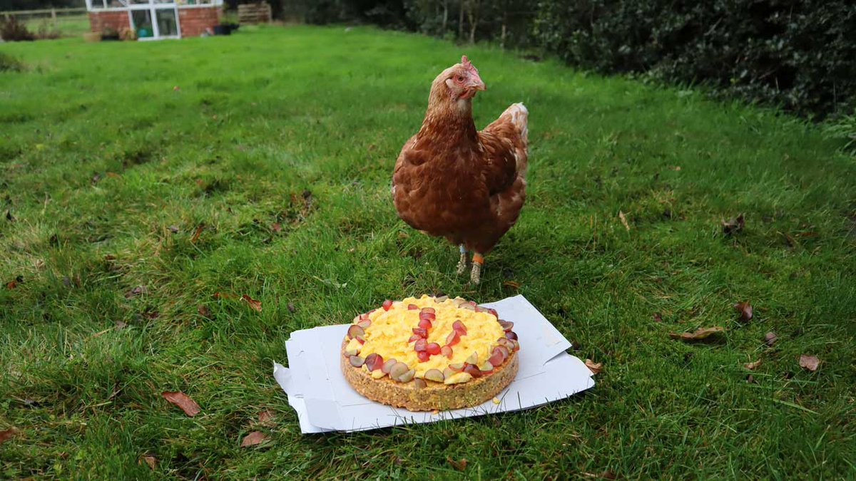 Two years with us for this little sweetheart that arrived with a bad limp - happy henniversary Bonbon!
#happyhens #exbatts #exbatteryhens #henniversary
