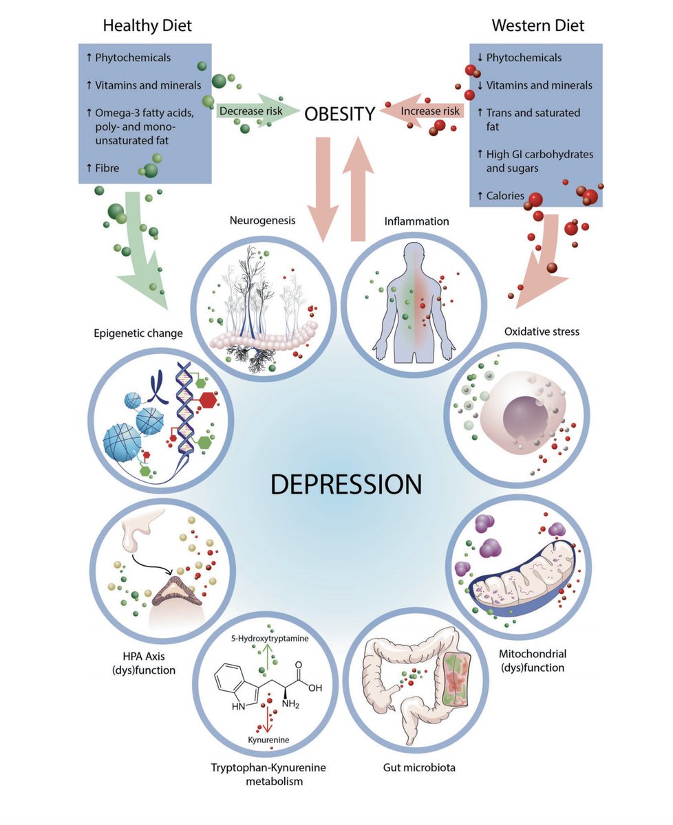 GutMicrobiota Health (@gmfhx) on Twitter photo The field of nutritional psychiatry is a hot area of research nowadays. @FeliceJacka, <a href="/MicrObesity/">Micr Obesity</a>, <a href="/jfcryan/">John F. Cryan</a> & colleagues update the biological mechanisms of action of diet and depression in which gut microbes can play a pivotal role ow.ly/mGeL30rnIKZ The field of nutritional psychiatry is a hot area of research nowadays. @FeliceJacka, <a href="/MicrObesity/">Micr Obesity</a>, <a href="/jfcryan/">John F. Cryan</a> & colleagues update the biological mechanisms of action of diet and depression in which gut microbes can play a pivotal role ow.ly/mGeL30rnIKZ