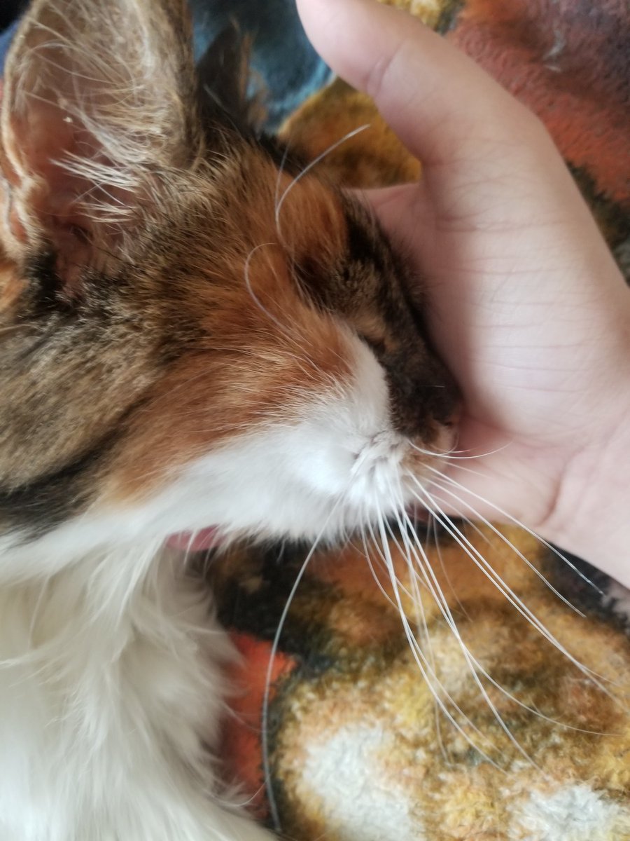 cookie_singing's tweet photo. Coco
August 25th 2002-December 10th, 2020
She was my strong girl to the end even when she didn't need to be https://t.co/VWrbc1Njuq