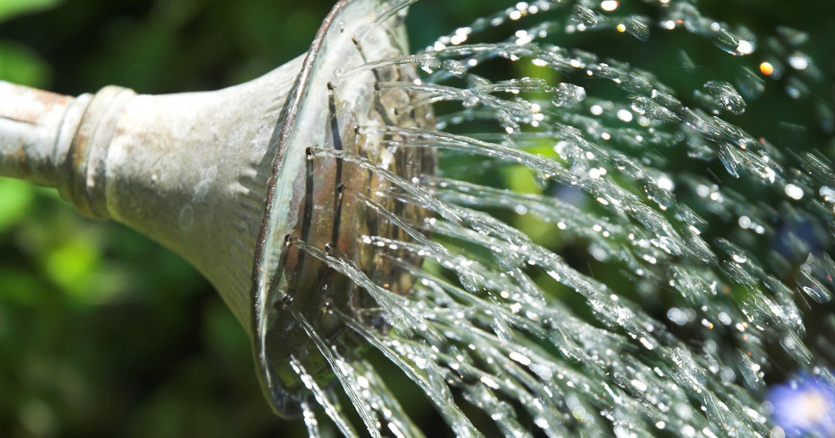 ٤- الري بالشتاء مهم مع ان بعض الانواع تدخل في فترة سكون وتتساقط اغلب اوراقها إلا أن سقيها مرة كل شهر عالاقل يحافظ على رطوبة التربة ،والتربة الرطبة أدفأ من التربة الجافةولذلك احرص على سقي أشجارك قبل ليلة الصقيع ب ٢٤ ساعة.
السقي يفضل أن يكون من البئر مباشرة لدفء مياهها