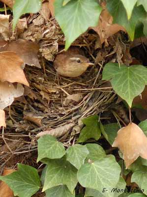 Why would anyone want to kill a wren, the tinies bird you can find in Europe?