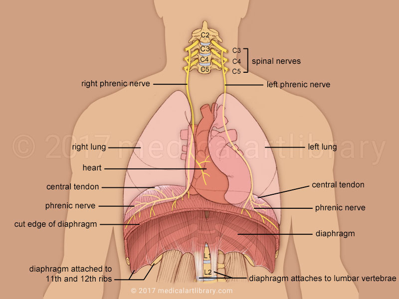 The breathing impulse gets carried from the brainstem respiratory centers, via brainstem and spine, until it reaches about the 4th cervical/neck vertebra (C4) Then it exits the spine down to the diaphragmAnything that compresses the medulla at C4 or above, affects its function