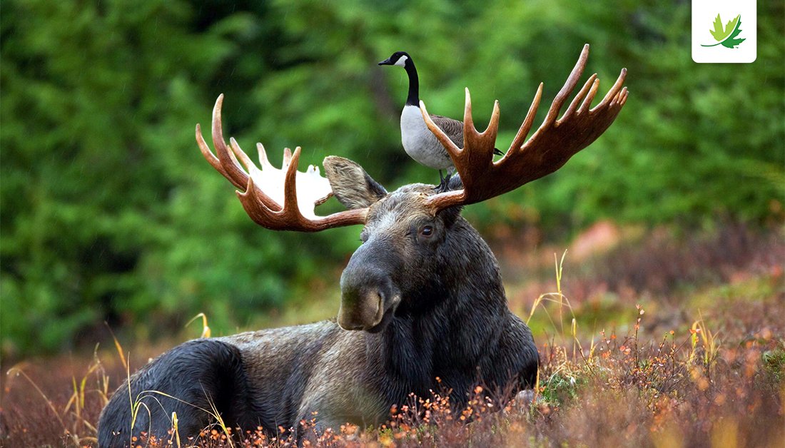 NCC_CNC's tweet photo. You may have heard of #ElfOnTheShelf, but have you ever heard of a goose on a moose? 😉 https://t.co/IIhGdNY5iS