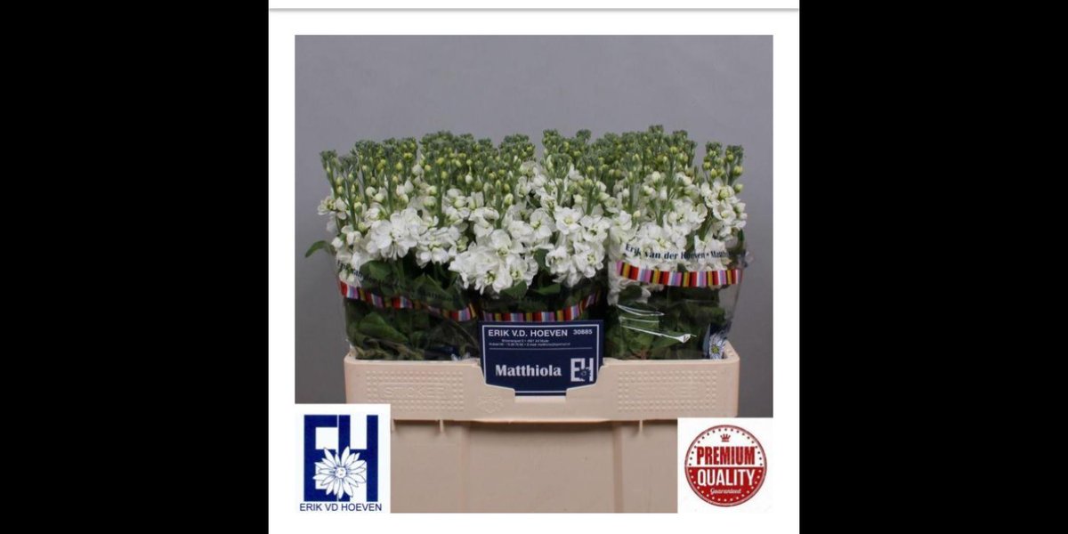 Morgen de eerste violieren
#floraholland violieren.nl