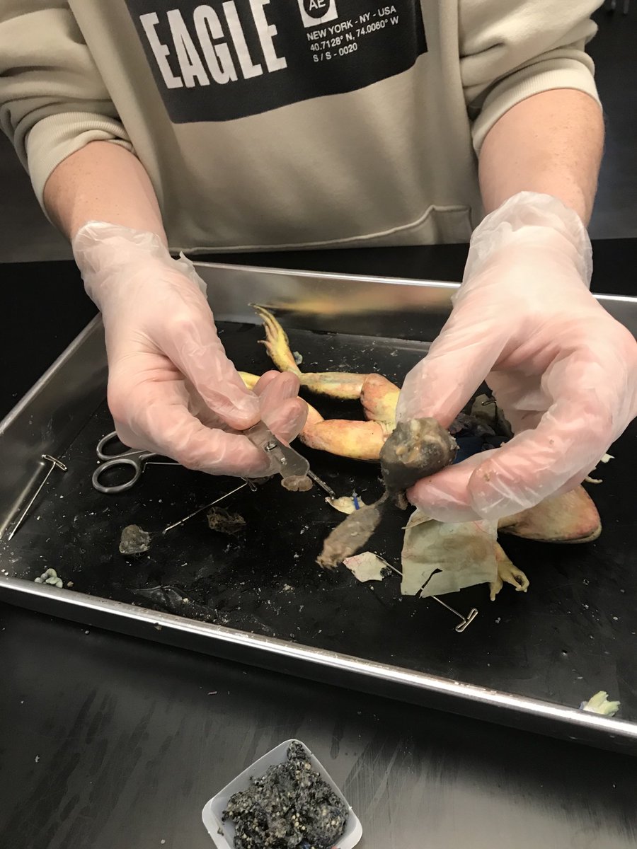 bvkkids's tweet image. Frog dissections! #msscience #WeAreHuskies #lotsofeggs #whatdidyoueat