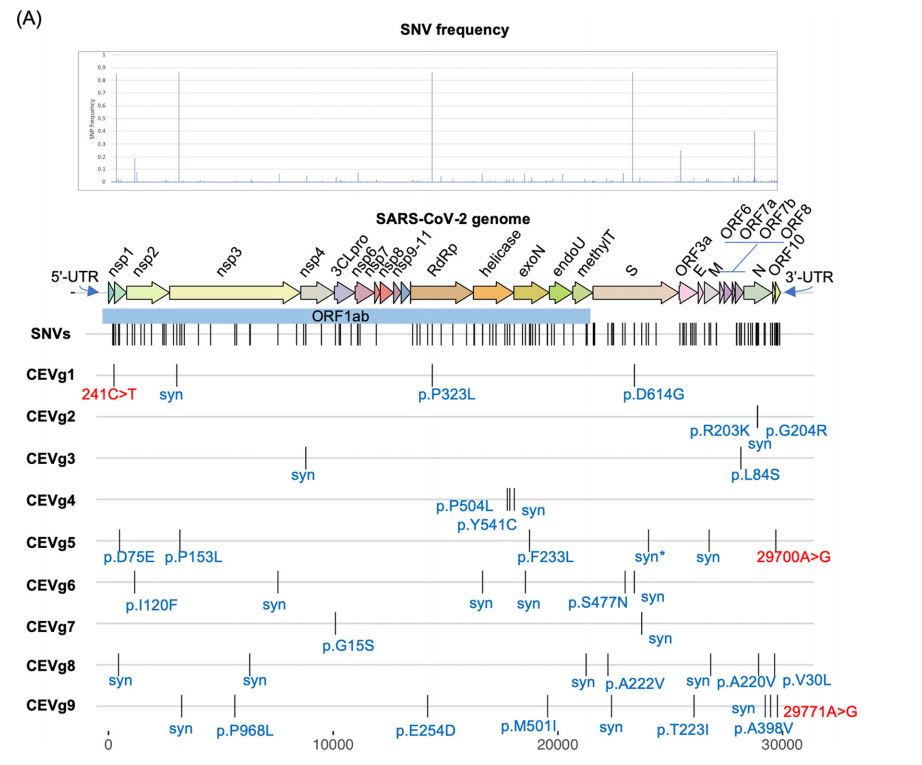 A comparative analysis of the SARS-COV-2 genome identifies mutation hot spots &amp; regions of broad conservation including an evolutionarily conserved element in the 3’-UTR which may be involved in host miRNA-mediated interactions &amp; innate immunity. <a href="/mSphereJ/">mSphere</a> skyw.io/IdO40H