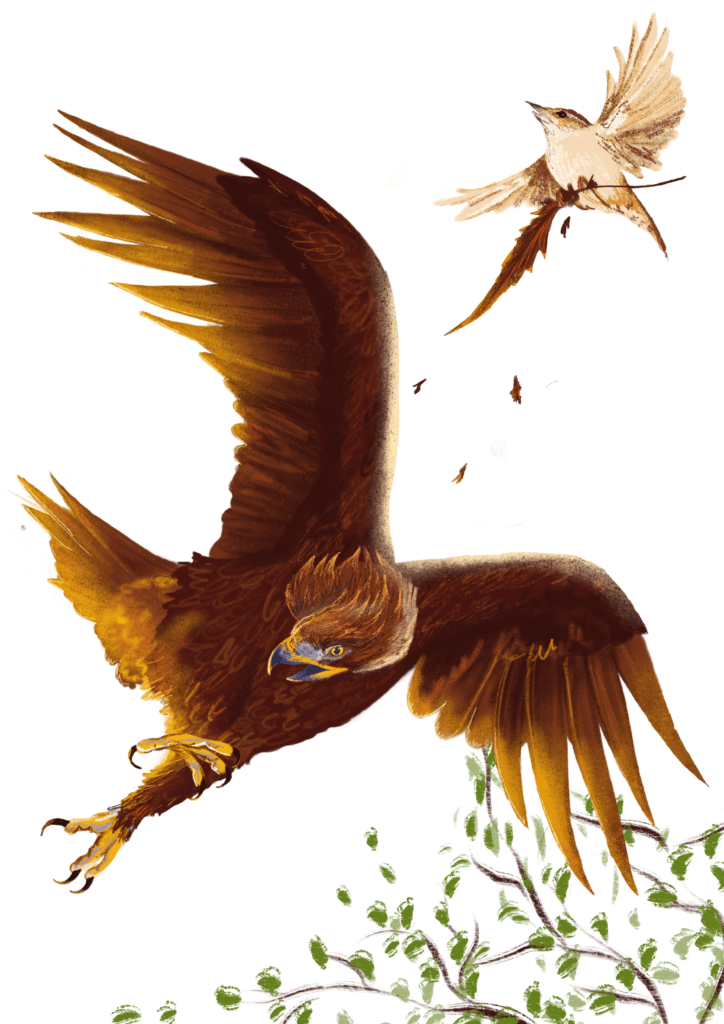 The story goes that once birds decided that whichever bird flies the closest to the sun, will be "The king of all birds". Wren hid in eagle's feathers, and when eagle flu as high as he could, wren jumped out of his hiding place and flew a bit higher, thus winning the competition.