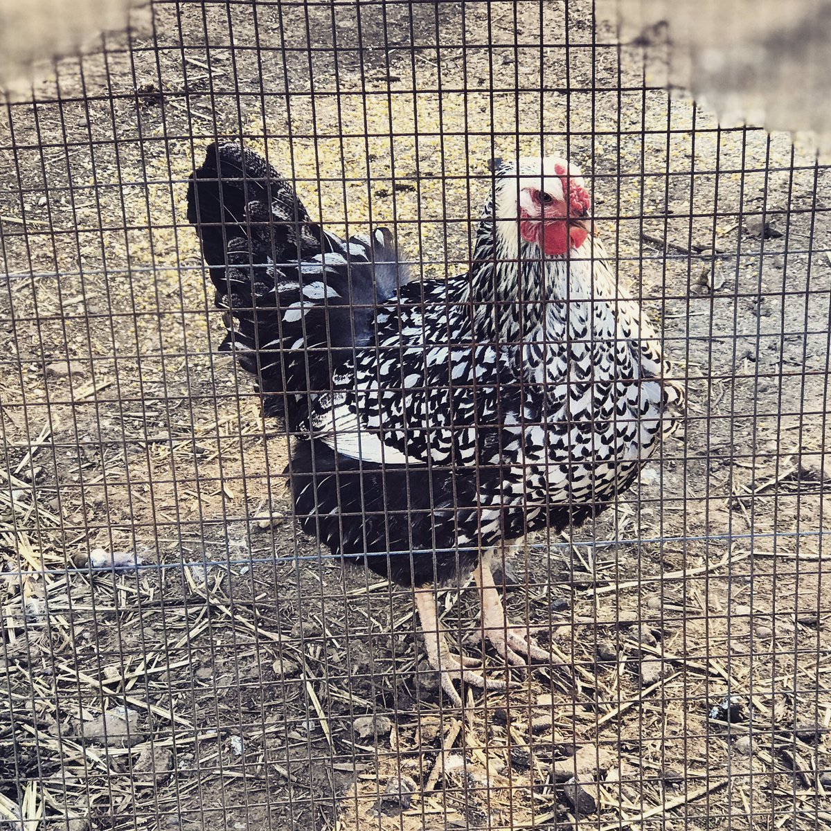 I overslept my rooster this morning!