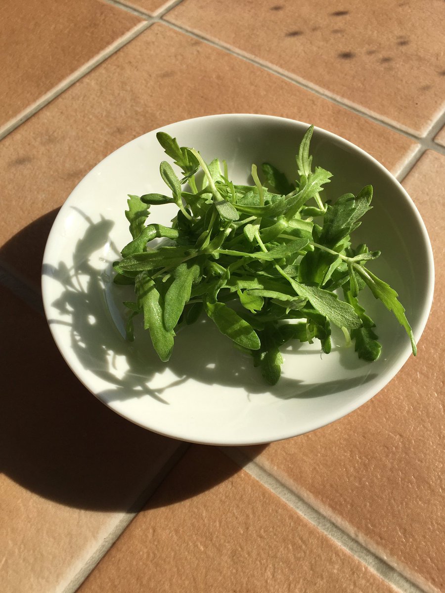 くろまめ 春菊 で なんで種蒔きの時のが出ないのかな と思ったら 最初は サラダ春菊 だったのね 重い腰を上げて間引き 水を多めに入れて 優しく抜いたり埋め戻したり 網のせるまえに撮るべきだな 大きいのを間引き 動機は食べたいから