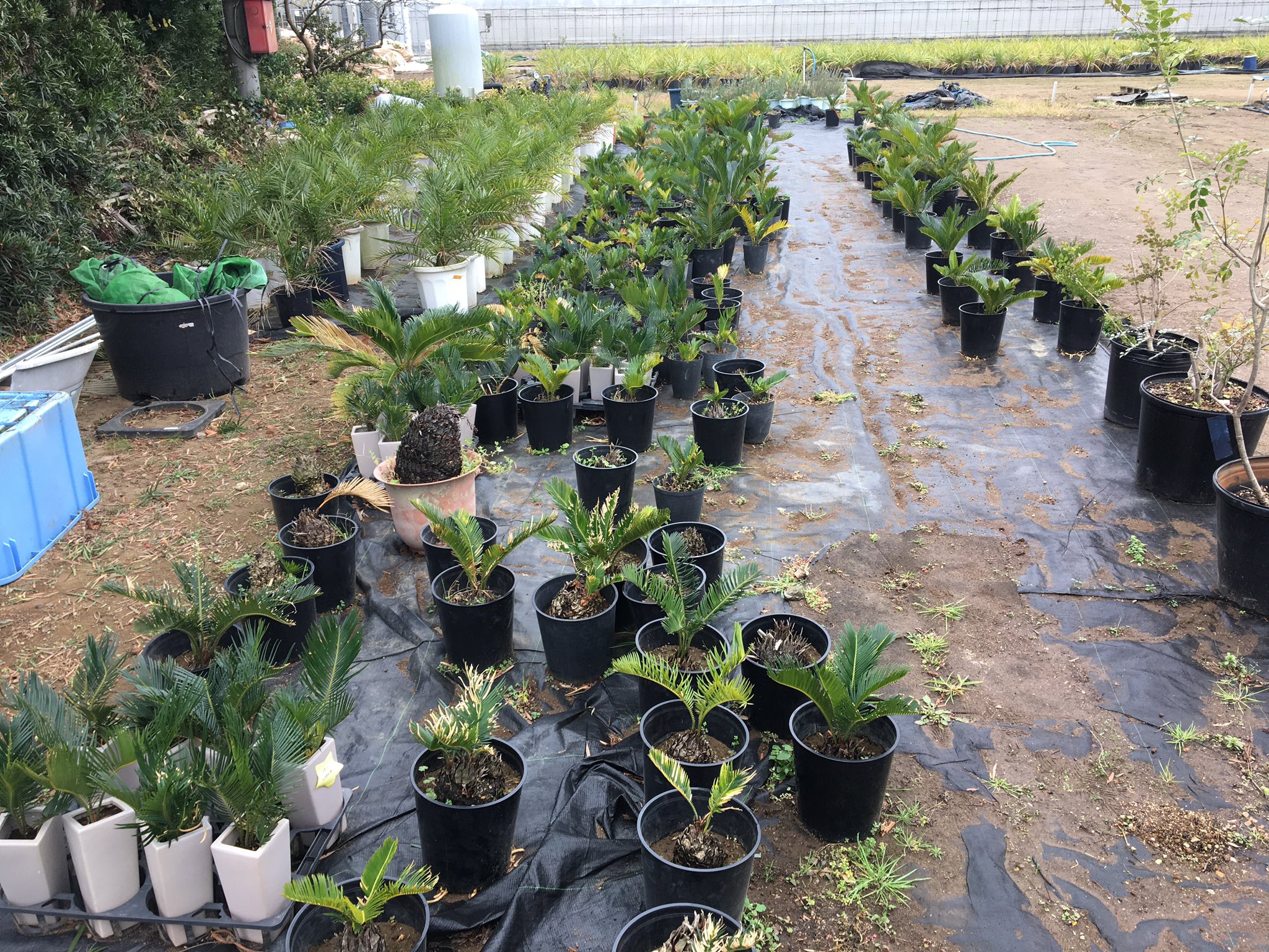 تويتر Green Jam على تويتر 千葉は木更津の熱帯植物の生産をしておられる市川園芸さん 戸外でも植えられるヤシやソテツなどを中心に仕入れて来ました 夏季はプルメリアが色とりどりのお花を咲かせてますが冬の為割愛 Greenjam 観葉 植物専門店 越谷 T