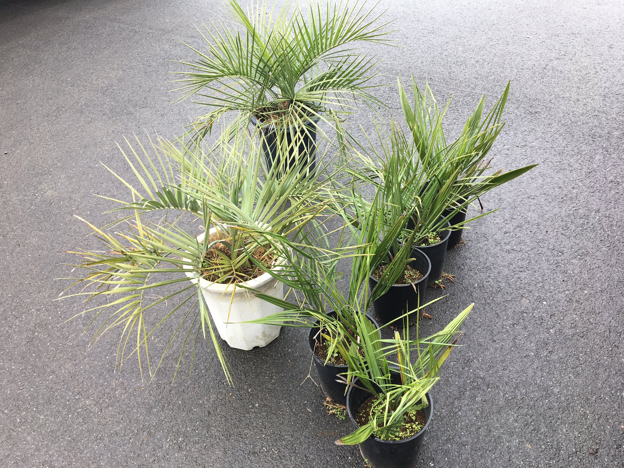 تويتر Green Jam على تويتر 千葉は木更津の熱帯植物の生産をしておられる市川園芸さん 戸外でも植えられるヤシやソテツなどを中心に仕入れて来ました 夏季はプルメリアが色とりどりのお花を咲かせてますが冬の為割愛 Greenjam 観葉 植物専門店 越谷 T
