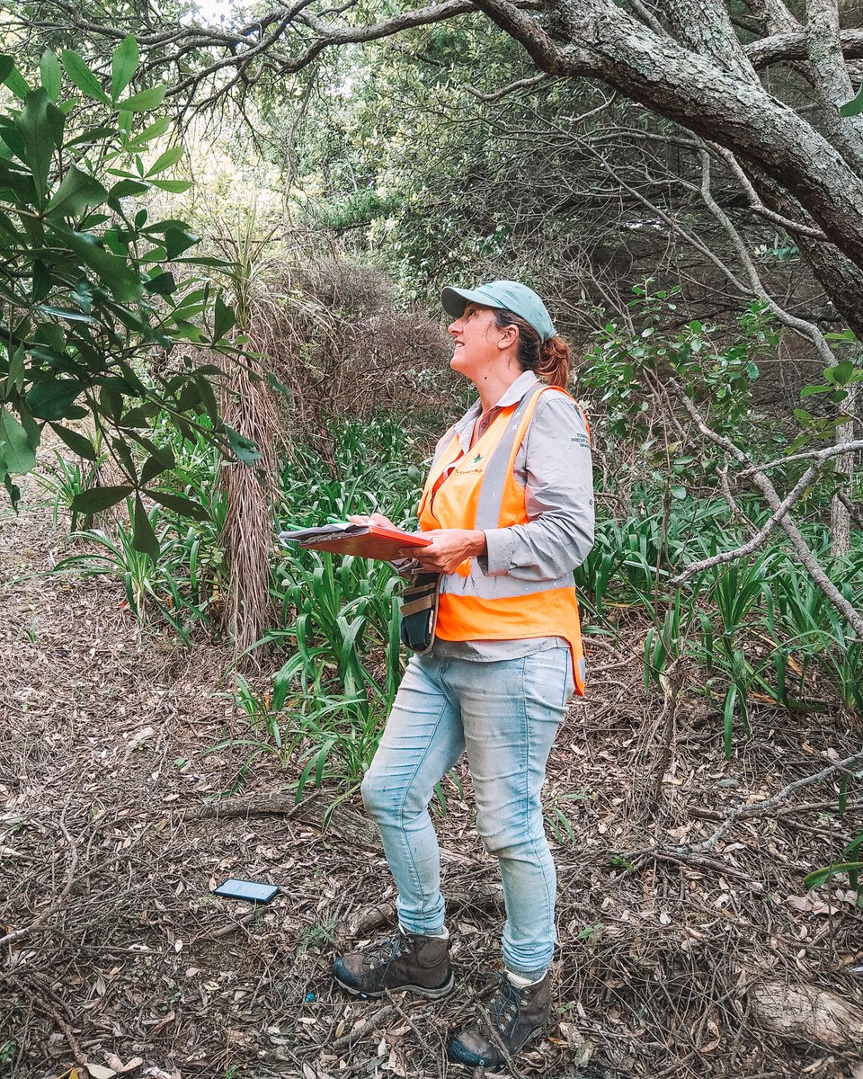 tekorowaiheke's tweet photo. Why do we work in #conservation? To connect with, and protect our natural #environment. Staff and contractors have been enjoying doing #birdcounts across the island in some beautiful locations. It's great to remind ourselves why we started this in the first place 💚 #predatorfree https://t.co/zutCjpLbV6