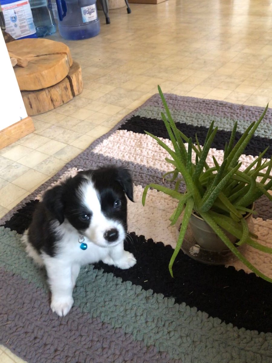Sage a Day! Day 4: Sage v. Aloe vera houseplant. The soft mat is “his spot” in the kitchen.