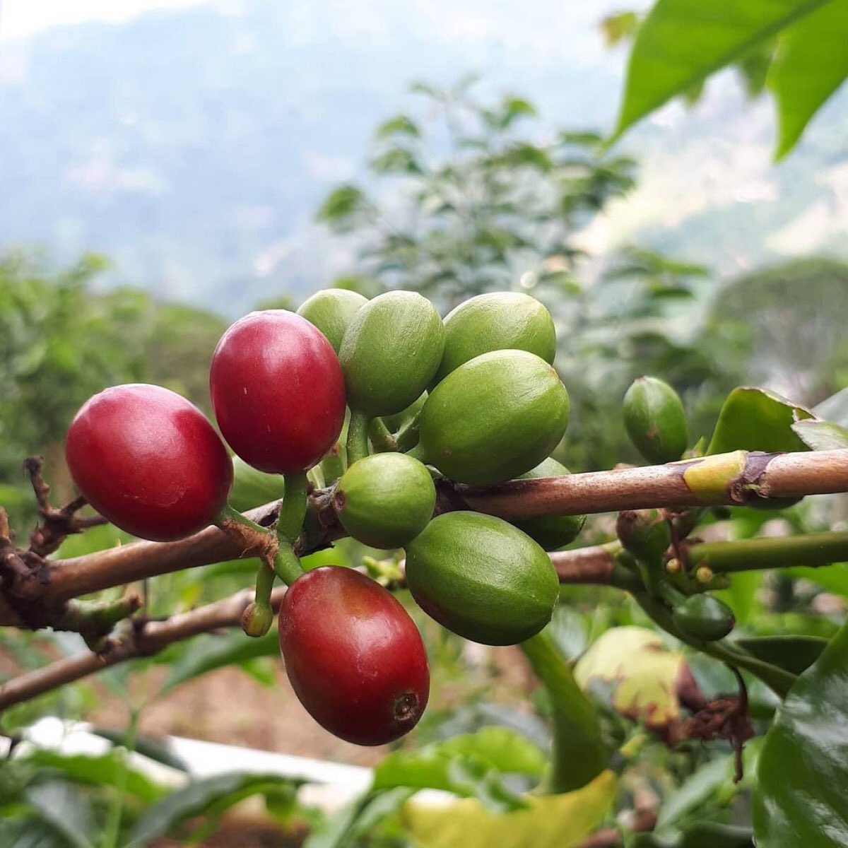 Ottawa Coffee Fest / Café fest Ottawa tweet media