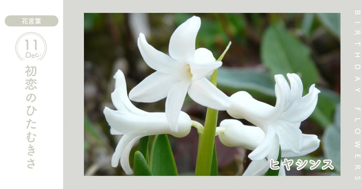 花キューピット I879 Com 公式 En Twitter 12月11日の誕生花 ヒヤシンス お誕生日おめでとう 花言葉 は 初恋のひたむきさ 冬から早春を彩る球根花として人気があります あなたはこんな人 楽天的なタイプ 同じ誕生日の有名人 広瀬アリス