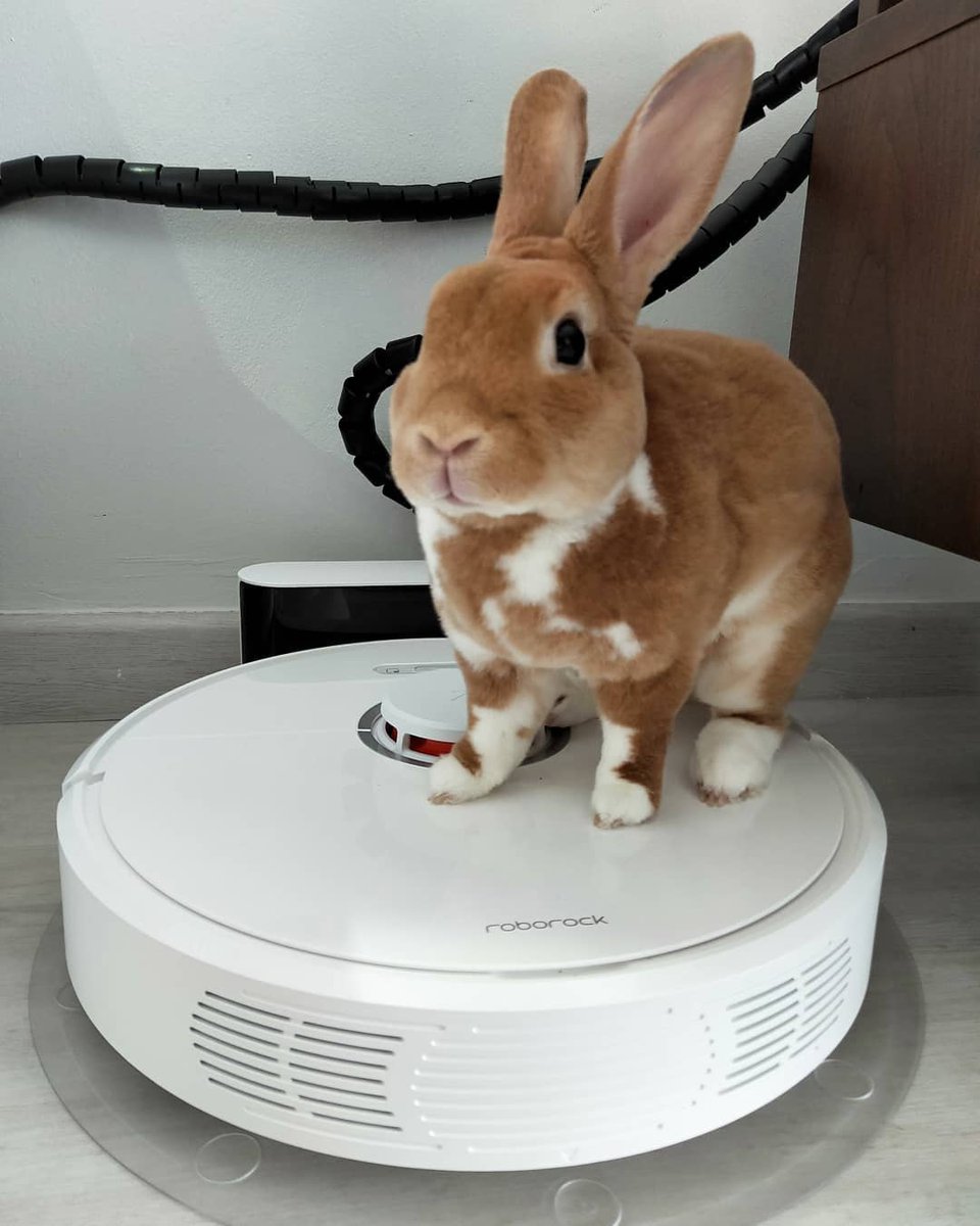 roborockaus's tweet image. What kind of fur is your roborock cleaning for you this weekend?

@tehpeng_rex
Hey robot, I&apos;m ready. Let&apos;s move it! #roborocks6 #tehpeng🐰 #minirex #bunnyinstagram #bunny