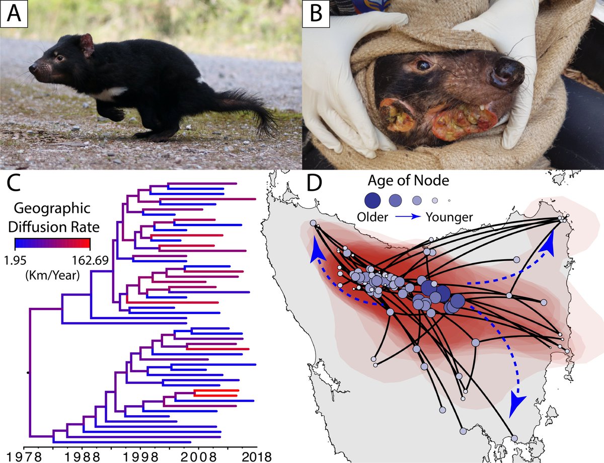 We found that the disease probably originated well before its 1996 discover - likely in the mid-late 80's. DFTD then swept omnidirectionally across Tasmania, reaching a peak Re of ~3.5 in the mid 1990's coinciding with its discovery 9/n