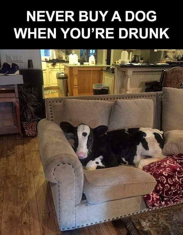 FridayAdapt's tweet image. You know you had a few too many drinks when your dog moo's 😆 #DontDrinkAndShop #happyholidays