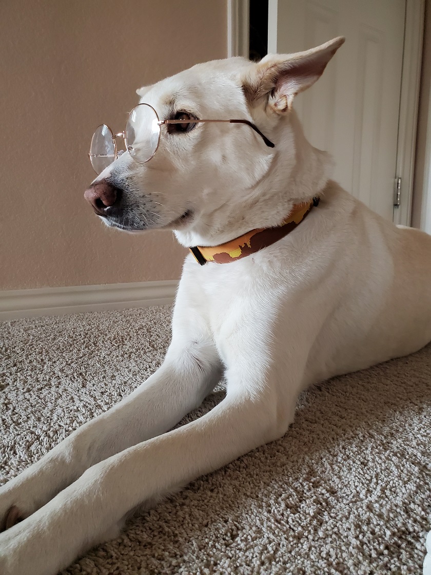 jqsmooth's tweet image. Fletch wants to play! #thottythursday #jindodog