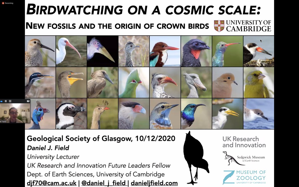 jgilchrist13's tweet photo. Bird evolution: online talk by @daniel_j_field for @GeolSocGlasgow tonight. Science of understanding living birds through lens of phylogenetics: genetics & the wonder chicken. #birds #fossils #FossilFriday #palaeontology #paleontology #phylogenetics #Asteriornis #wonderchicken🍗 https://t.co/ttndQctex2