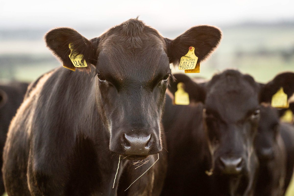 Thrilled to win #BestScottishButcher <a href="/slowfooduk/">Slow Food in the UK</a> awards tonight on #TerraMadre day thank you to you all for voting and shopping with us in 2020 - proud to serve our local community <a href="/SoilAssocScot/">Soil Association Scotland</a> <a href="/slowfoodscot/">Slow Food Scotland</a> <a href="/PastureForLife/">Pasture For Life</a>