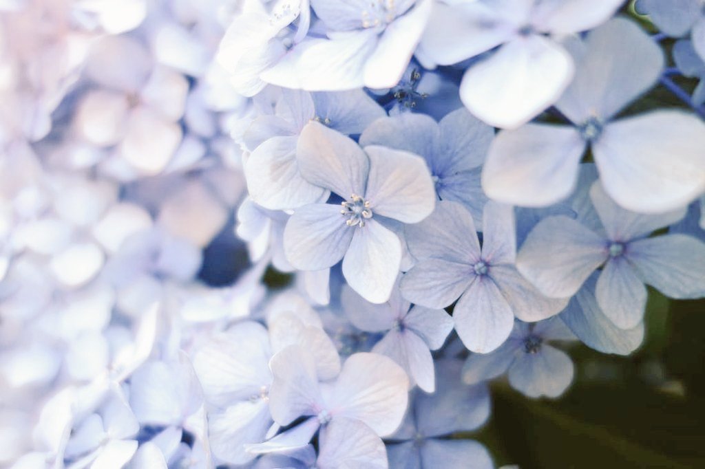 VsCOLORS_'s tweet photo. Нежность...🌼🤍☁️

📷💜: @skypjm1013 
@BTS_twt #지민 #침침 #박지민 #パクジミン #朴智旻 #JIMIN #chimchim #방탄소년단 #AlwaysWithBTS #BTS #aesthetics https://t.co/btEpA1DKg7