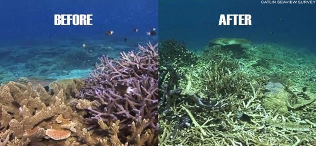 JayellJ's tweet photo. #DidYouKnow: As waters rapidly warm, corals lose the components that give them color and help them produce food, a process called bleaching. That slows their growth and makes them vulnerable to algae, disease, and death. #Bahamasmarinelives https://t.co/1PiauEIyOP