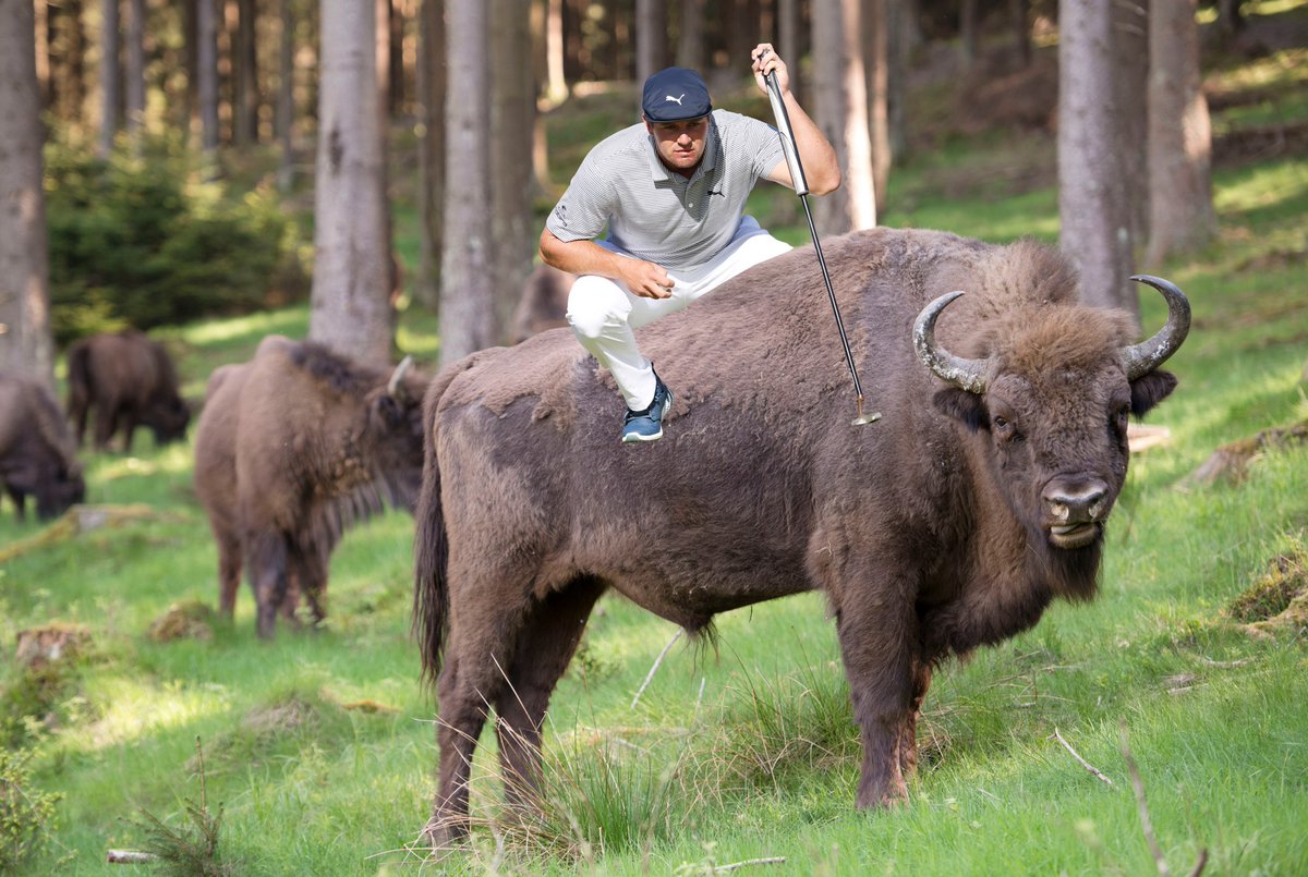 You've heard of Elf on a Shelf, but what about ...