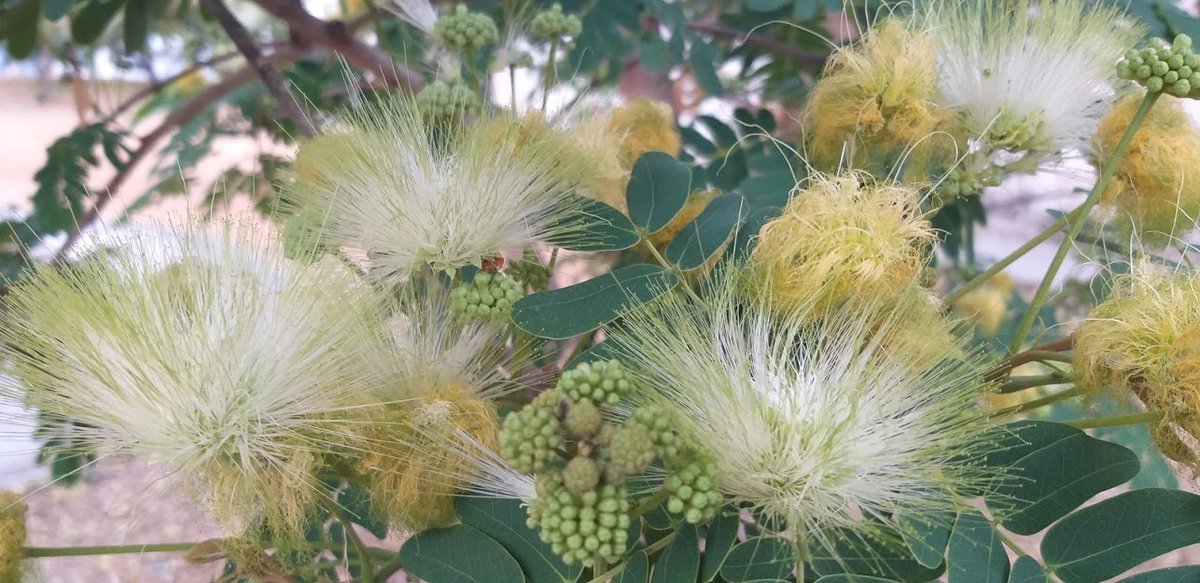 adrianamattabh's tweet image. &quot;Nada sai da nossa vida sem antes nos ensinar o que precisamos aprender.&quot;

#fotografia #flores #vida