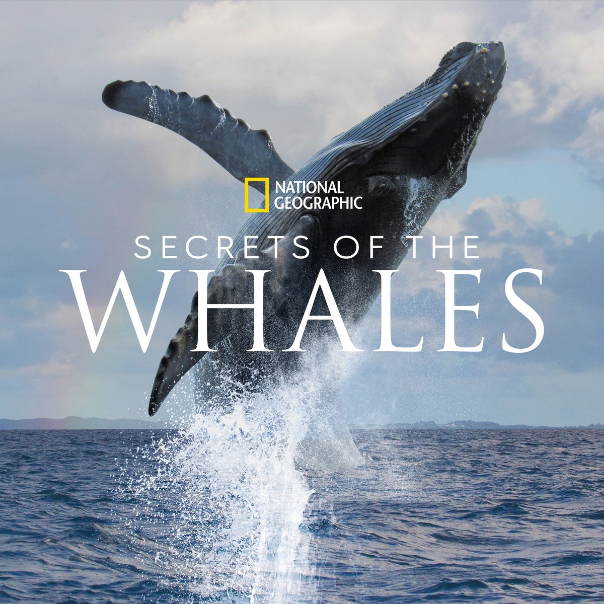 Secrets of the Whales, narrated by Sigourney Weaver, is a visually stunning and profoundly personal natural history series over 3 years in the making from executive producer/ @NatGeo Explorer-at-Large  @JimCameron and  @NatGeo Explorer Brian Skerry.  Coming to  @DisneyPlus.