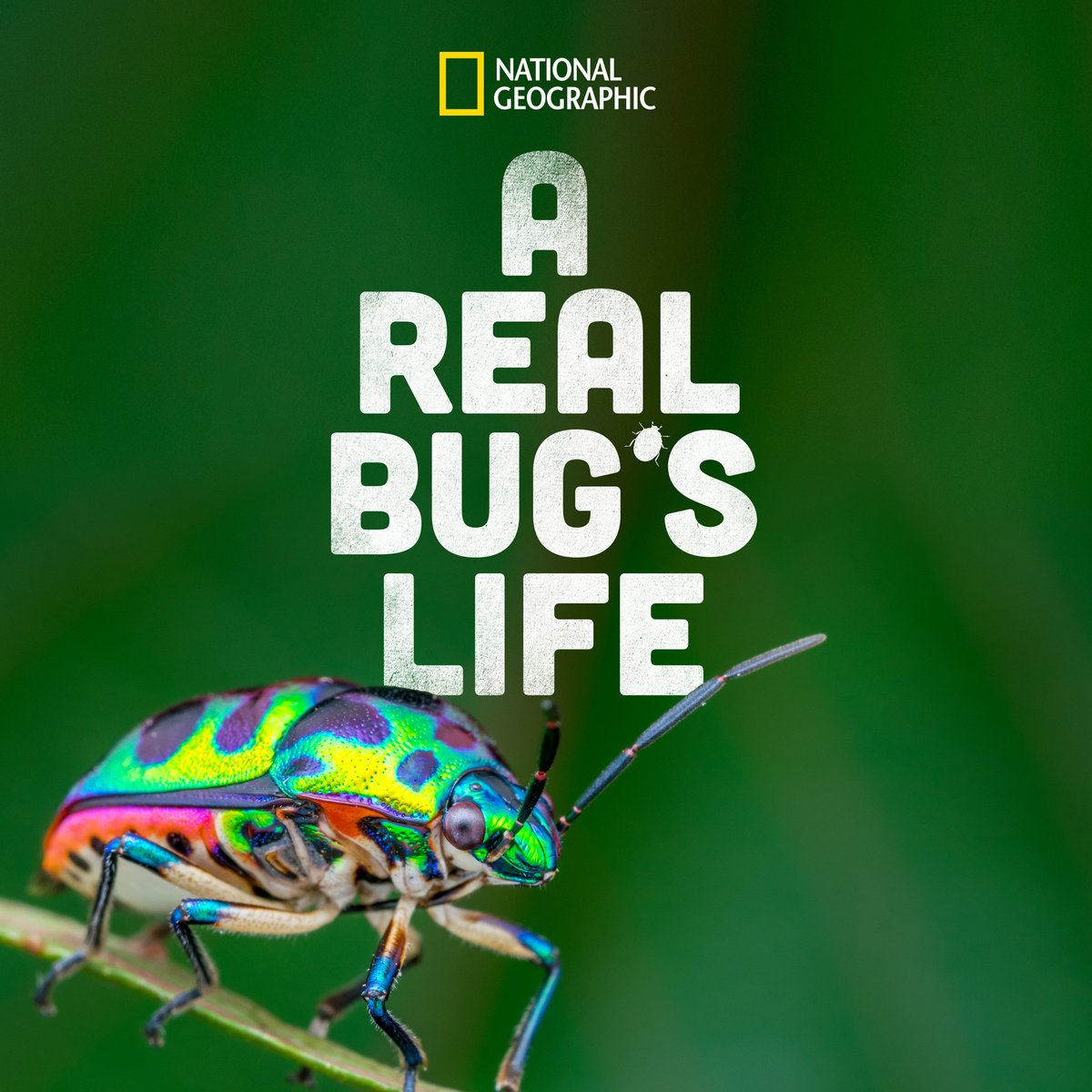 A Real Bug’s Life is an adventure into a world beyond your imagination where life is on a completely different scale and little creatures rely on amazing powers to make it through the day.  Coming to  @DisneyPlus.