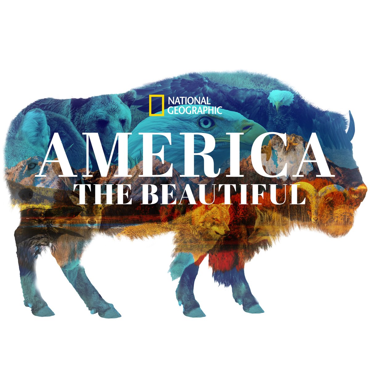America The Beautiful is the ambitious story of North America. It's a journey across her visually spectacular regions as seen through the eyes of its iconic species. Coming to  @DisneyPlus.