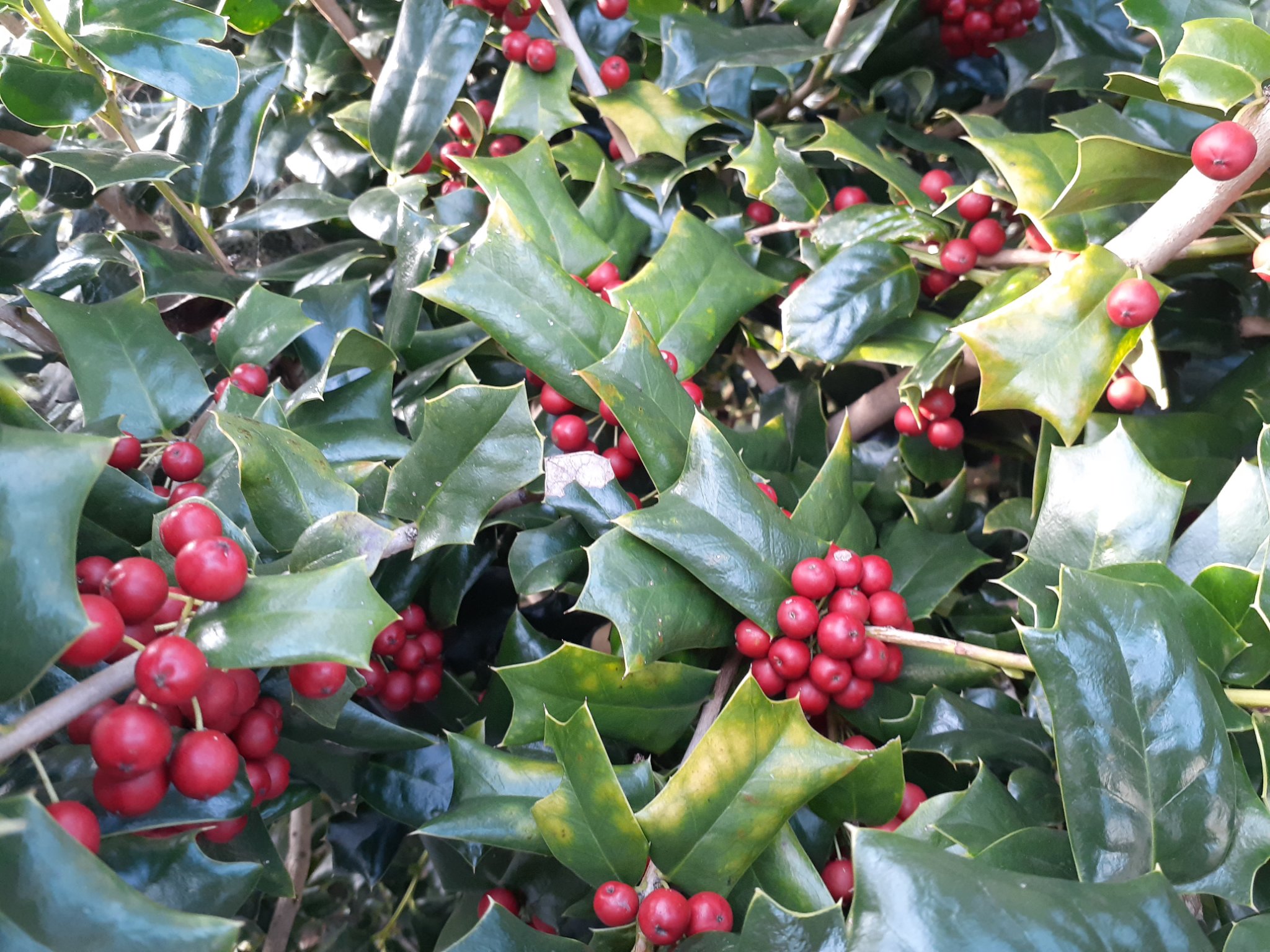 Akiri クリスマスホーリーの実が赤くなりました クリスマスホーリー クリスマスホーリーの花言葉 不滅の輝き 将来の見通し 神を信じます T Co Ybg9jtp4w7 Twitter