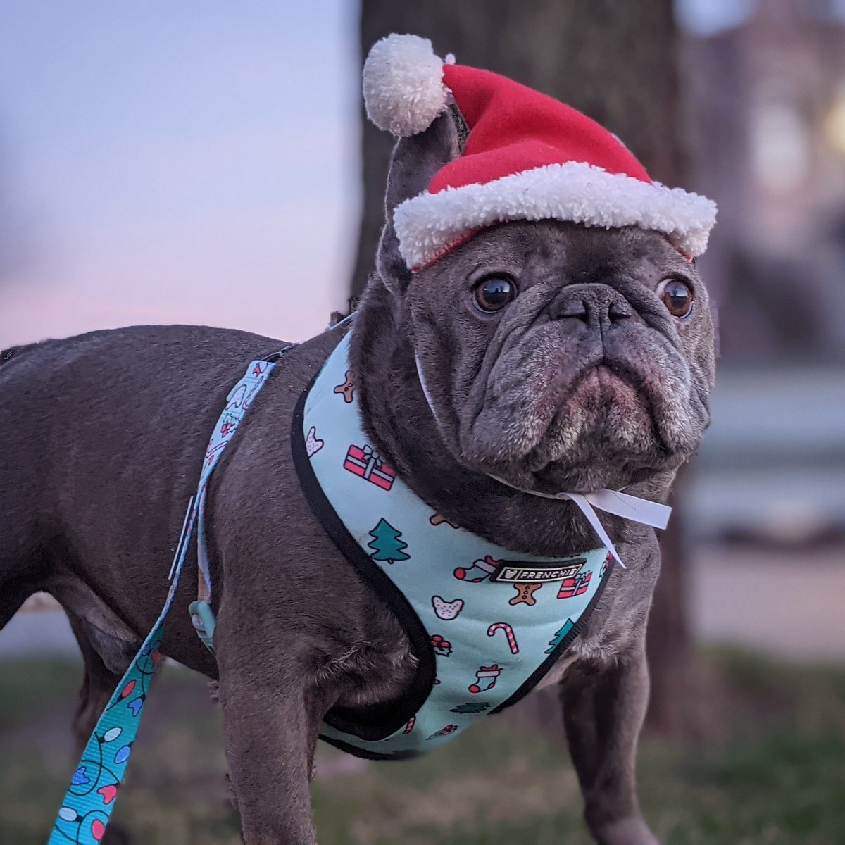 Are you sure Santa is still coming and isn't quarantining too?! 😳
Holiday harness &amp; leash <a href="/FrenchieBully/">Frenchie Bulldog</a>
#Christmas
#Santa
#dogs
