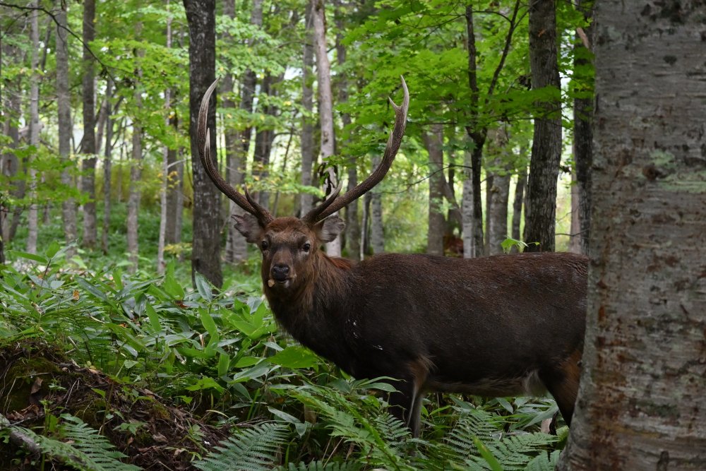 Hashtag 糞 Auf Twitter