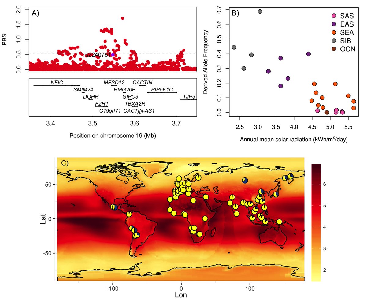 In our GWAS with  @JavierMenRev we showed a new skin colour hit in the gene MFSD12, seen only in East Asians and Native Americans, was possibly under selection, and showed a correlation between solar radiation and its allele frequency worldwide. Here we take that story further...