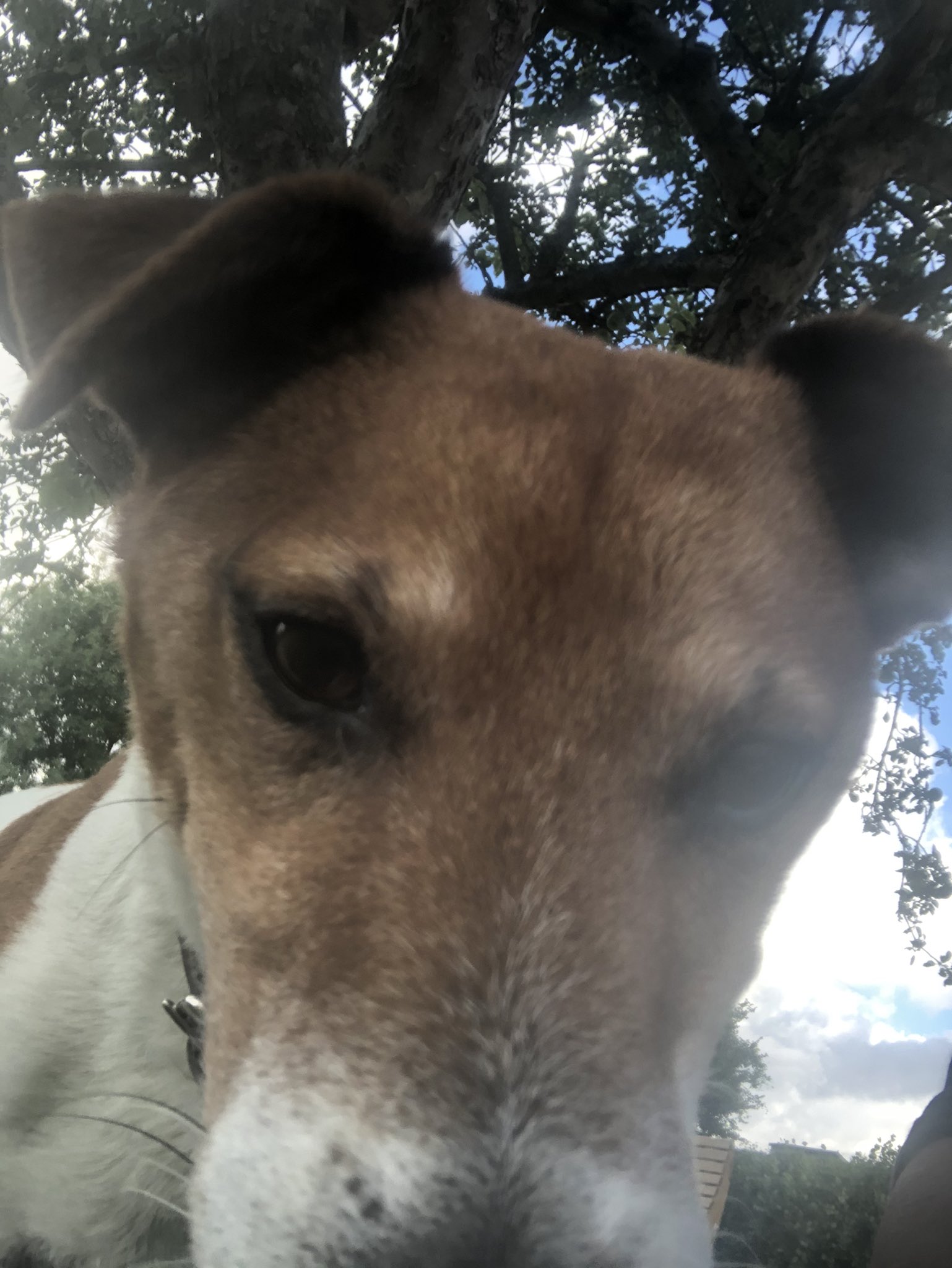 Happy birthday to my gorgeous Jack Russell and best friend Maximus ! 