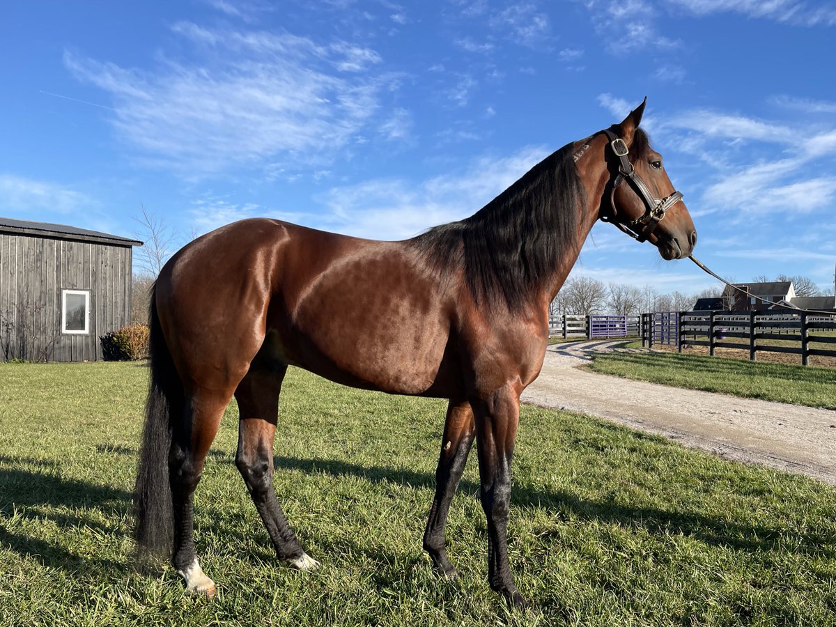 Anvil and Lace Farm (@anvilandlace) on Twitter photo Indinda peeps.Looking for a new pacing sire? Check out #CaptMidnight we are honored to have him here until he goes to #PremierAcres standing his 1st season!#anvilandlacefarm <a href="/USTrotting/">U.S. Trotting Assn.</a> <a href="/HarnessUpdate/">Harness Racing Update</a> <a href="/vinutra66_dean/">Dean Miller</a> <a href="/alagnaracing/">Alagna Racing</a> <a href="/IndianaHarness/">Indiana Harness</a> <a href="/INStandardbred/">Indiana Standardbred Breed Development Program</a> <a href="/USHWA_/">USHWA</a> Indinda peeps.Looking for a new pacing sire? Check out #CaptMidnight we are honored to have him here until he goes to #PremierAcres standing his 1st season!#anvilandlacefarm <a href="/USTrotting/">U.S. Trotting Assn.</a> <a href="/HarnessUpdate/">Harness Racing Update</a> <a href="/vinutra66_dean/">Dean Miller</a> <a href="/alagnaracing/">Alagna Racing</a> <a href="/IndianaHarness/">Indiana Harness</a> <a href="/INStandardbred/">Indiana Standardbred Breed Development Program</a> <a href="/USHWA_/">USHWA</a>